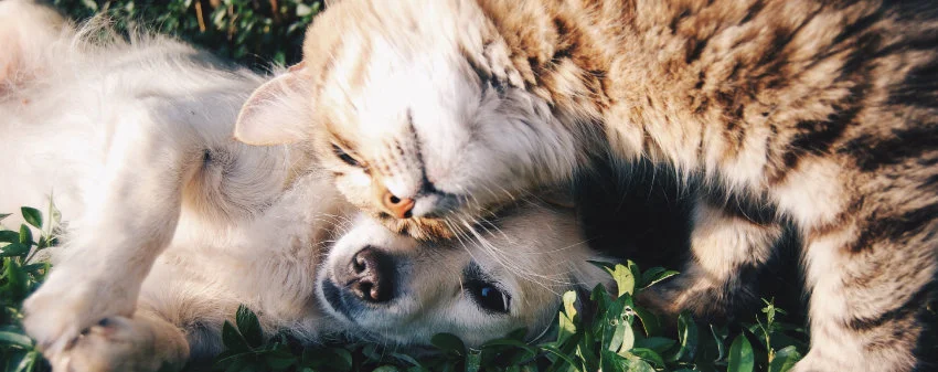 Cuddly puppy and kitten